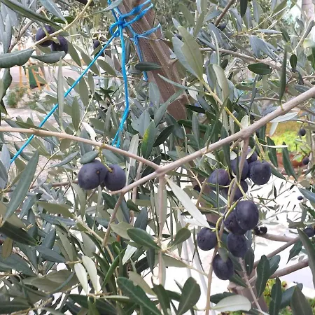 Jadranka Διαμέρισμα